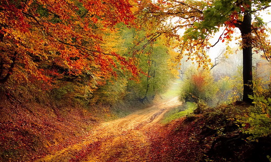 Осеннее вдохновение - Прогулки по лесу