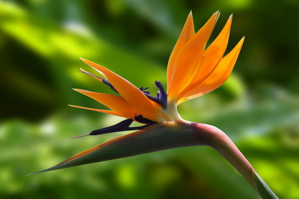 Цветок райская птица - королевская стрелиция