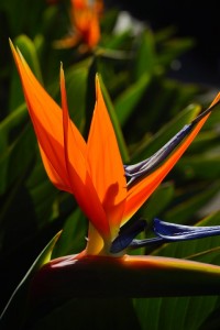 Цветок райская птица - стрелиция