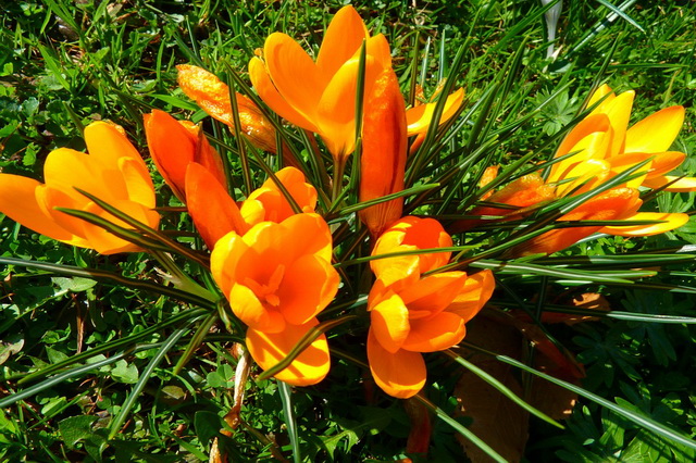 Крокусы - весенние первоцветы