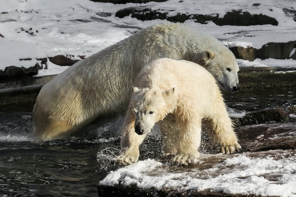 Животные Аляски с фото и описанием - Белый медведь