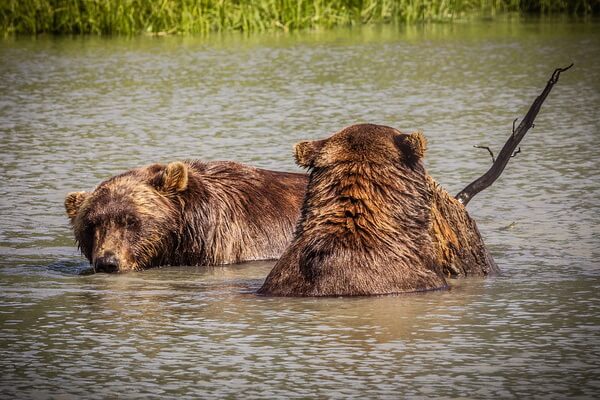 Животные Аляски с фото и описанием - Бурые медведи