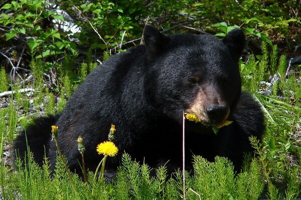 Животные Аляски с фото и описанием - Чёрный медведь (барибал)
