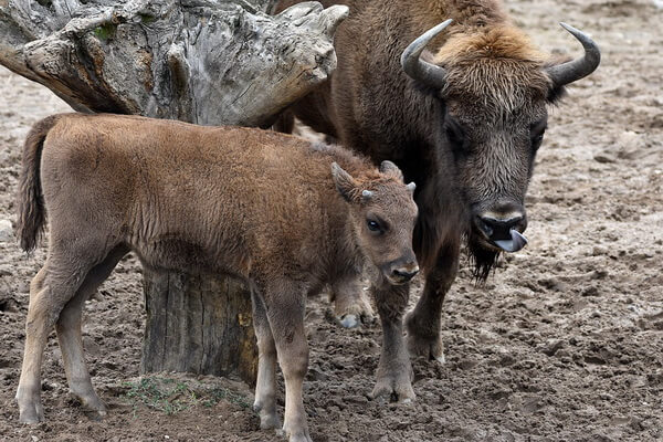 Животные Аляски с фото и описанием - Лесной бизон