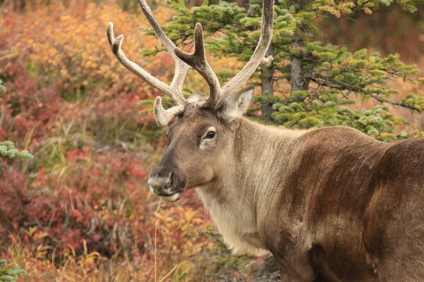 Животные Аляски с фото и описанием - Карибу Гранта