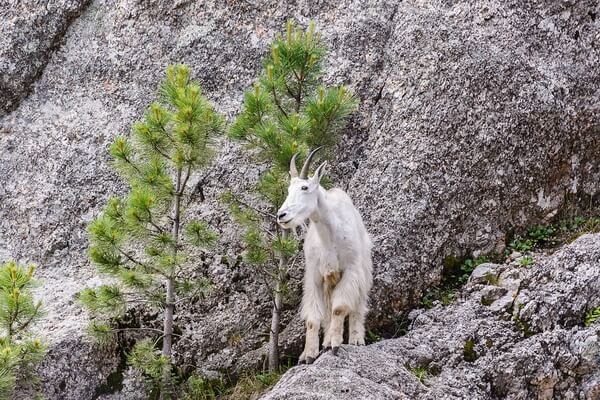 Животные Аляски с фото и описанием - Снежная коза
