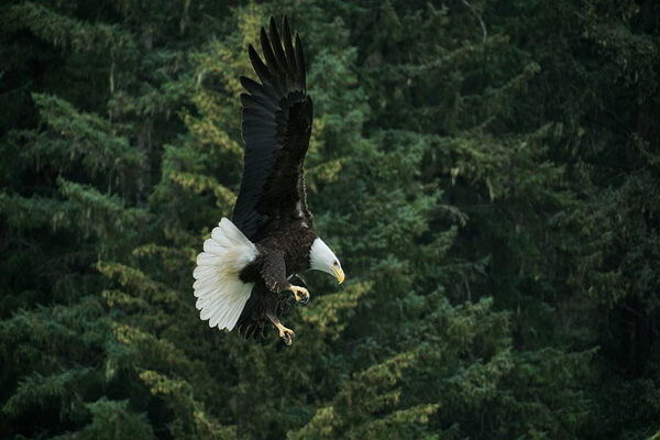 Птицы Аляски - Белоголовый орлан