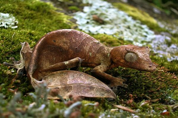 Животные-эндемики Мадагаскара с фото и описанием - Фантастический листохвостый геккон