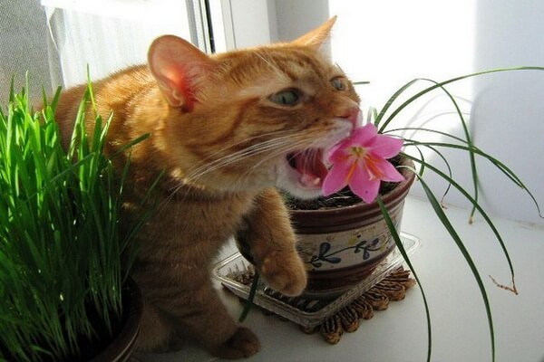 Почему кот ест цветы и что с этим делать