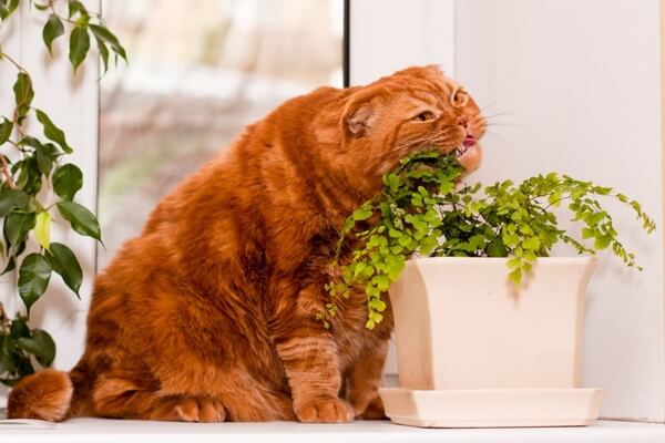 Как отучить кота есть цветы