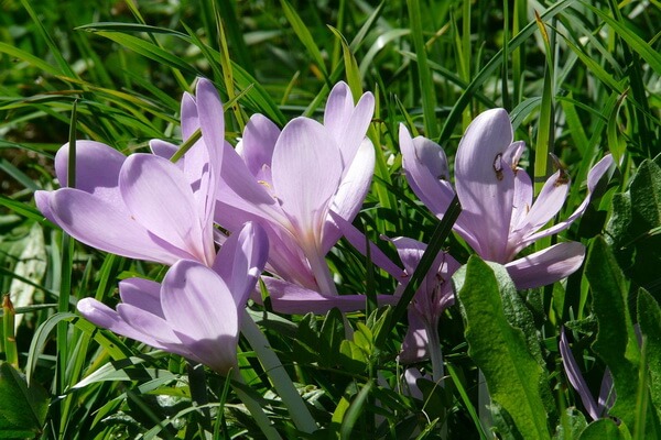 Красивые осенние цветы с фото и описанием - Колхикум