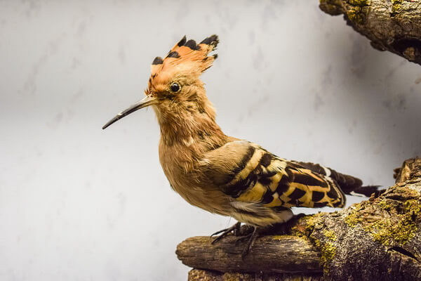 Красивые птицы с хохолком (фото и описание) - Удод