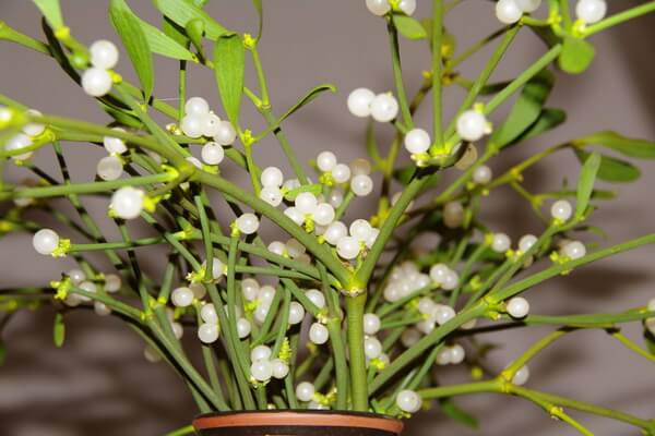 Красивые зимние цветы с фото и описанием - Омела