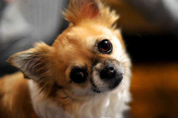 Самые лучшие породы собак для квартиры с фото и описанием - Чихуахуа