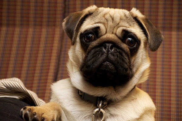 Самые лучшие породы собак для квартиры с фото и описанием - Мопс