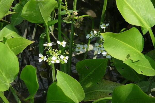Красивые водные растения с фото и описанием - Стрелолист широколистный