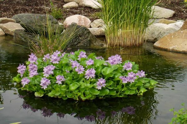 Красивые цветы для водоёмов - Эйхорния отличная (Водяной гиацинт)
