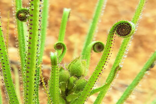 Плотоядные или насекомоядные растения с фото и описанием - Росолист лузитанский