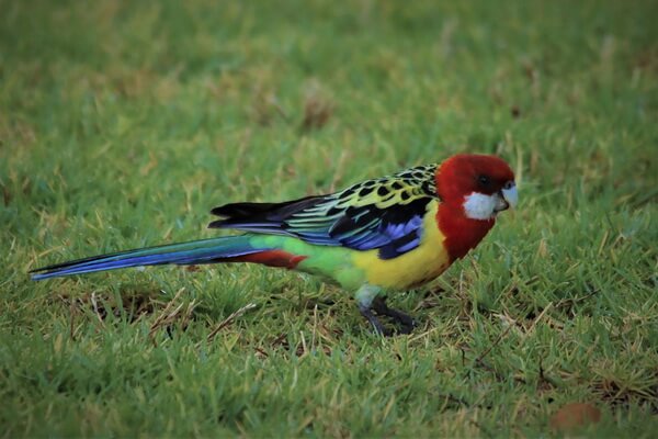 Австралийские попугаи с фото и описанием - Восточная розелла