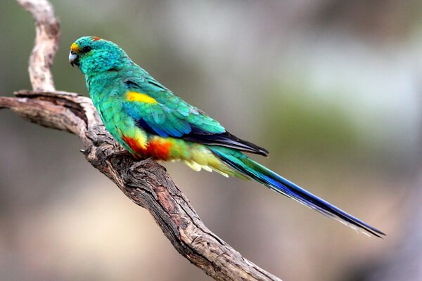 Австралийские попугаи с фото и описанием - Разноцветный плоскохвостый попугай 