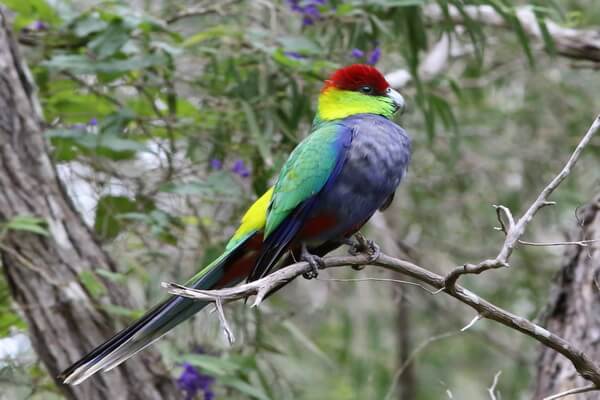 Австралийские попугаи с фото и описанием - Красношапочный попугай