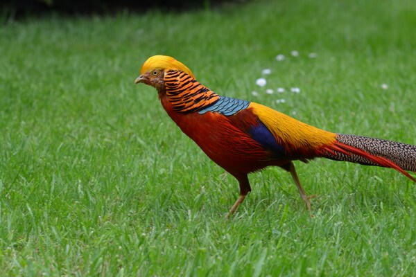 Птицы с красивым хвостом с фото и описанием - Золотой фазан