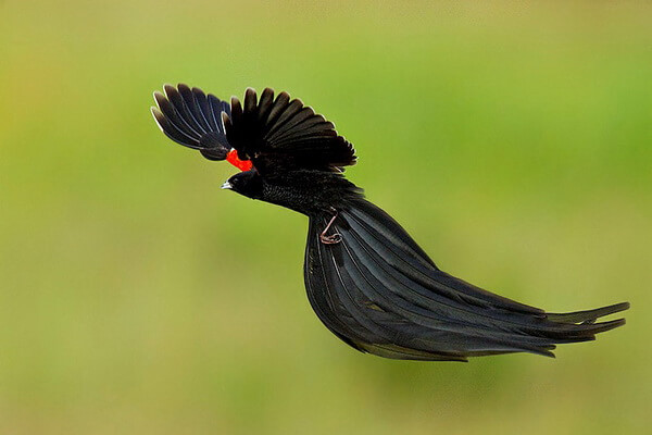 Птицы с красивым хвостом с фото и описанием - Длиннохвостый бархатный ткач