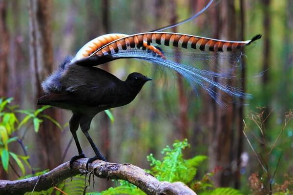 Птицы с красивым хвостом с фото и описанием - Большая птица-лира