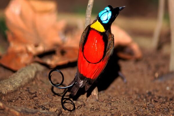 Птицы с красивым хвостом с фото и описанием - Синеголовая великолепная райская птица