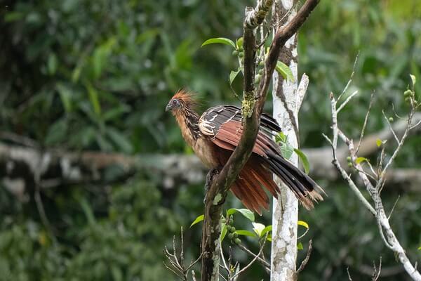 Гоацин – птица-символ Гайаны