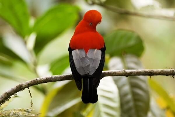 Андский скальный петушок – птица-символ Перу