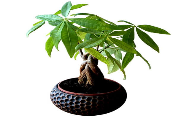 Растения-обереги с фото и описанием - Пахира водная (ореховое дерево)