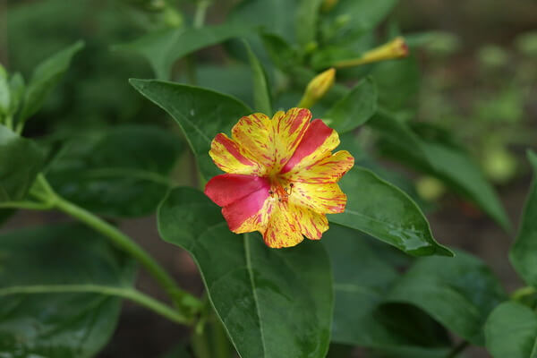 Самые ароматные цветы с фото и описанием - Мирабилис или ночная красавица