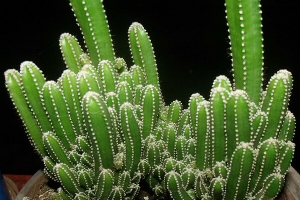 Самые дорогие кактусы с фото - Акантоцереус тетрагонус