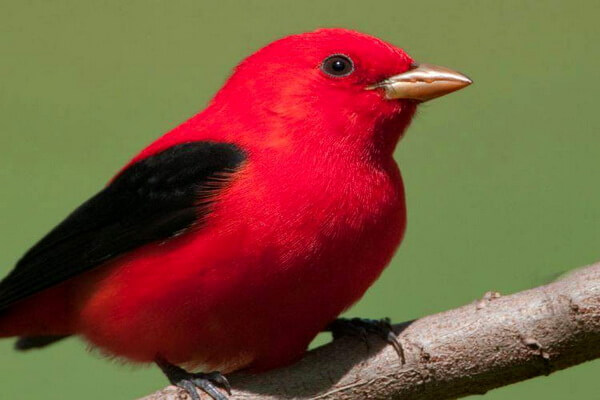 Самые дорогие птицы с фото, названием и описанием - Красно-чёрная пиранга