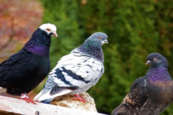 Самые дорогие птицы с фото, названием и описанием - «Гоночные» голуби