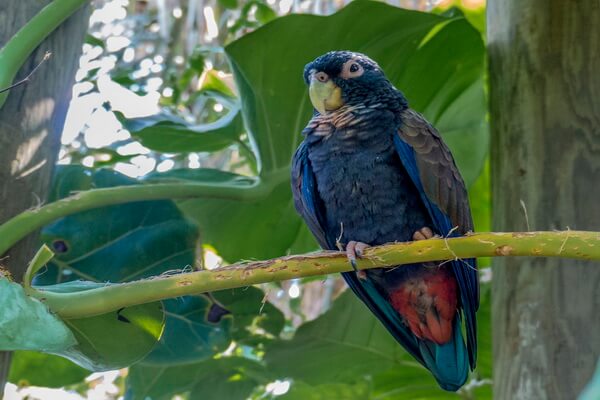 Самые красивые попугаи в мире с фото и описанием - Бронзовокрылый попугай