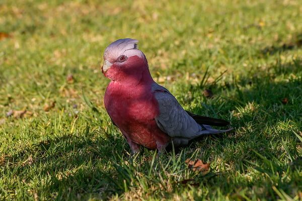 Самые красивые попугаи в мире с фото и описанием - Розовый какаду (гала)