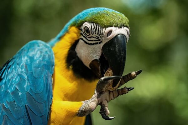 Самые красивые попугаи в мире с фото и описанием - Сине-жёлтый ара