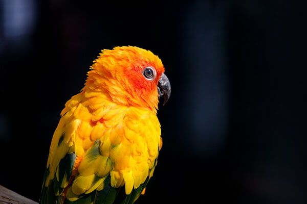 Самые красивые попугаи в мире с фото и описанием - Солнечная аратинга