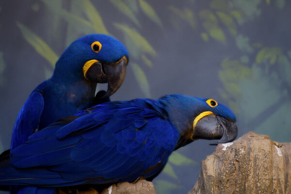 Самые красивые попугаи в мире с фото и описанием - Гиацинтовый ара