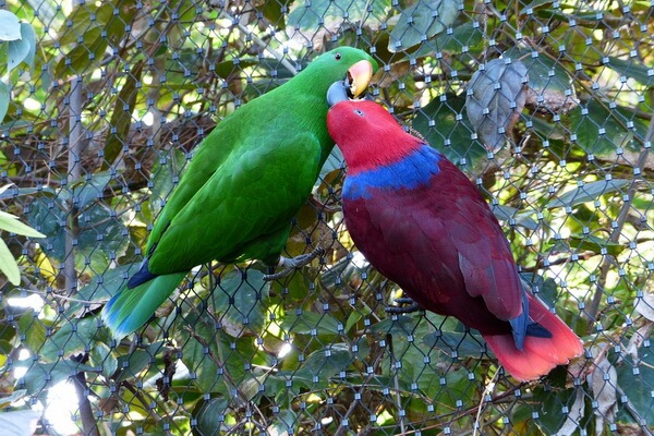 Самые красивые попугаи в мире с фото и описанием - Благородный зелёно-красный попугай
