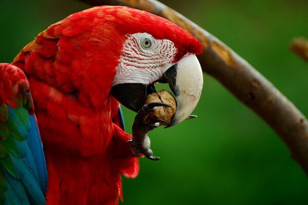 Самые красивые попугаи в мире с фото и описанием - Красный ара