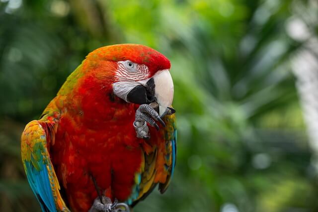 Самые красивые попугаи в мире - фото, названия, описание
