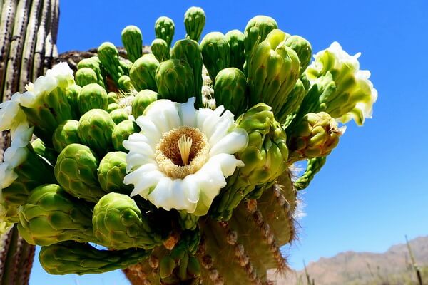Самые красивые сады мира с фото - Ботанический сад Феникс в пустыне Аризона