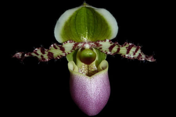 Самые редкие орхидеи с фото и описанием - Пафиопедилум (Paphiopedilum liemianum)