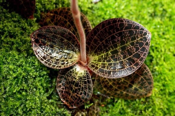 Самые редкие орхидеи с фото и описанием - Зевксина Рольфиана