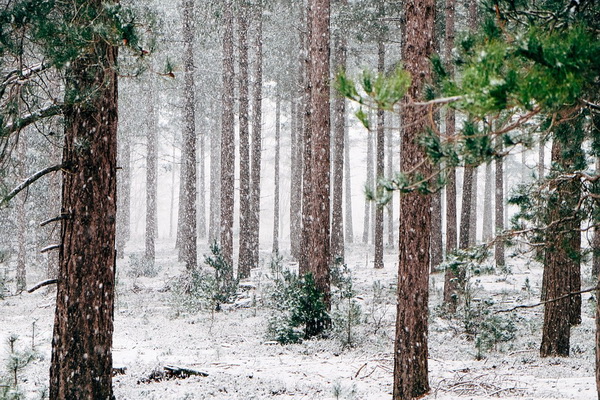 Сказочная красота зимнего леса