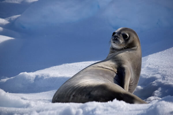 Животные и птицы Антарктиды с фото и описанием - Тюлень-крабоед