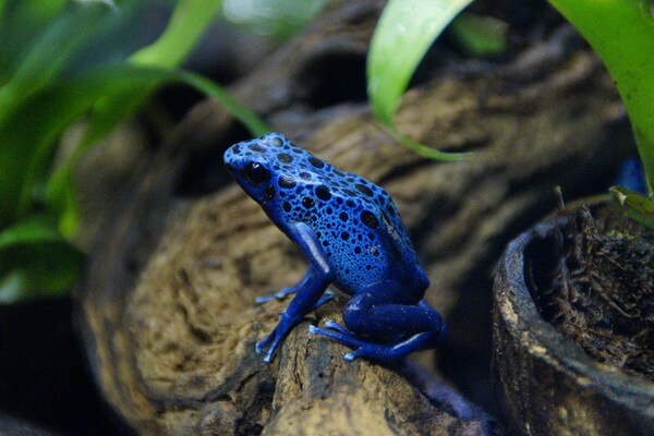 Животные синего цвета с фото и описанием - Голубой древолаз